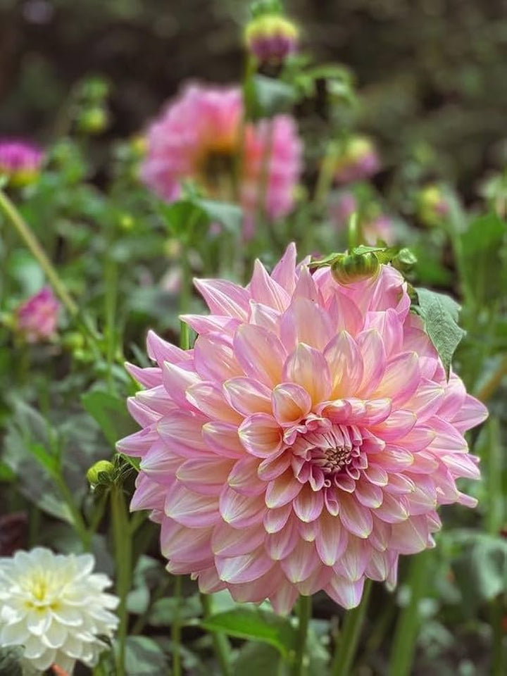 Dahlia Flower Seeds for Planting Soft Pink White 100 pcs