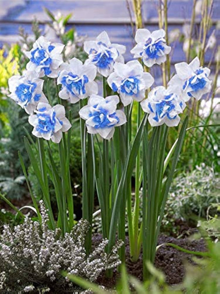 Narciso Flower Seeds for Planting - 100 pcs