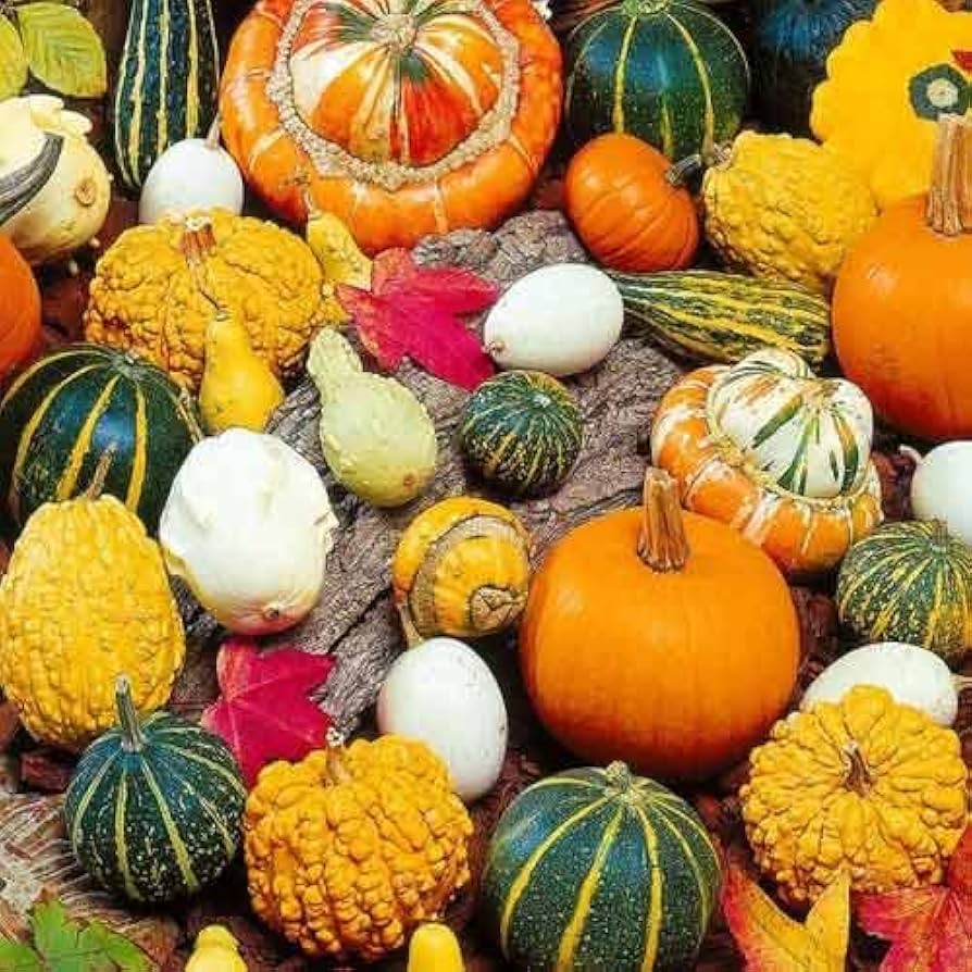 Ornamental Pumpkin Seeds Mix - Organic Vegetable Seeds for Planting