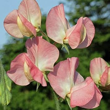 Flower Seeds, Seeds for Planting, Plant Seeds