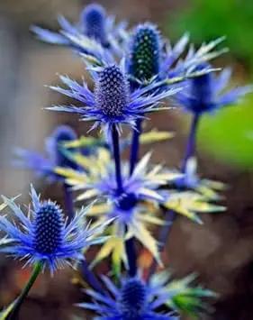 eryngium alpinum flower seeds