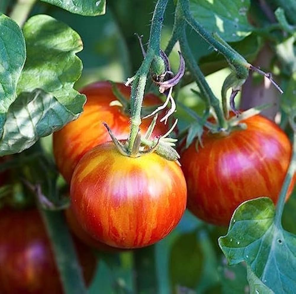 Tigerella Tomato Vegetable Seeds for Planting - 100 pcs