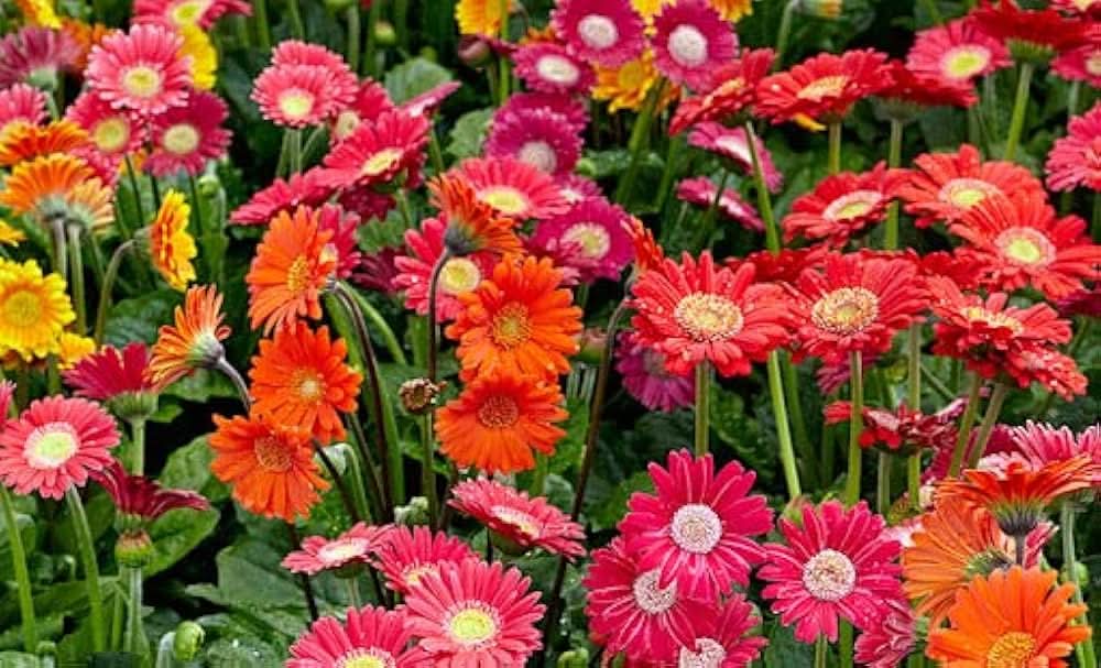 gerbera daisy flower seeds