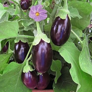 Blomsterbrugsgrønt 'Big Gajraj' auberginefrø til havearbejde - 100 stk.