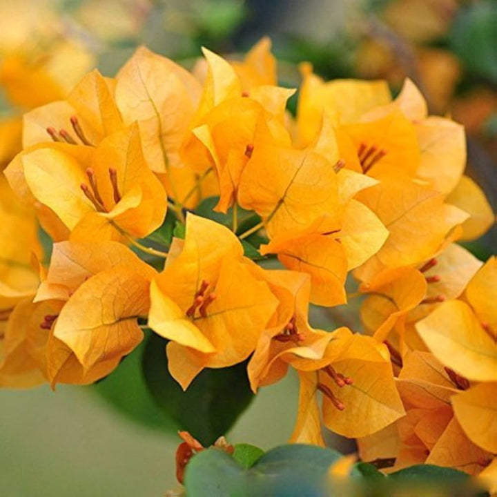 Yellow Bougainvillea Plant Seeds for Planting, 100 pcs