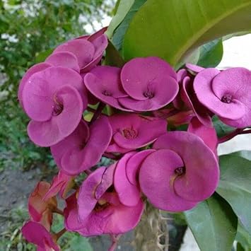 purple heirloom flower seeds