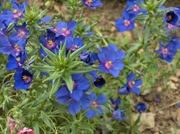 Flower Seeds, Seeds for Planting, Plant Seeds