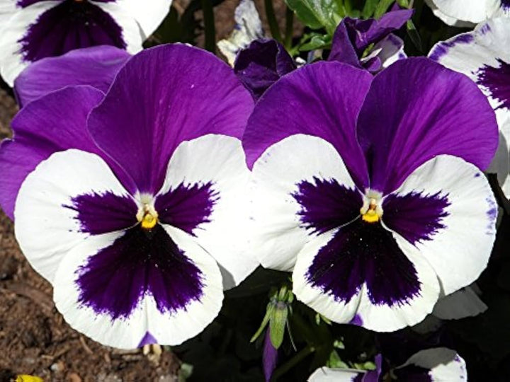 Pansy Flower Seeds for Planting - Violet & White 100 pcs