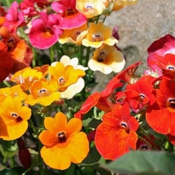 mixed carnival flower seeds
