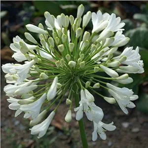 Agapanthus blomsterfrø til udplantning, 100 stk