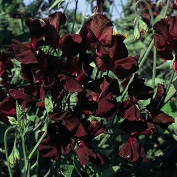 Flower Seeds, Seeds for Planting, Plant Seeds