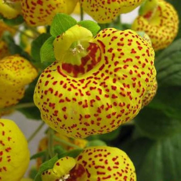 Gul Rød Calceolaria Blomsterfrø til udplantning, 100 stk