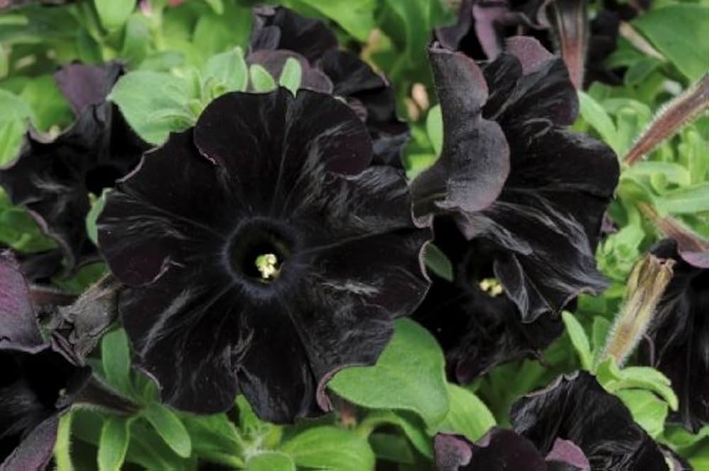 black cat flower seeds