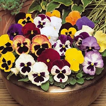 Organic Heirloom Multi Colour Pansy Flower Seeds for Planting