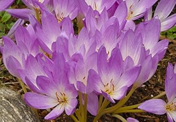 Flower Seeds, Seeds for Planting, Plant Seeds