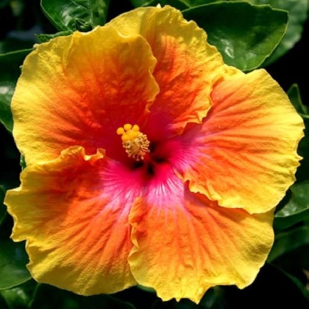 yellow orange flower seeds