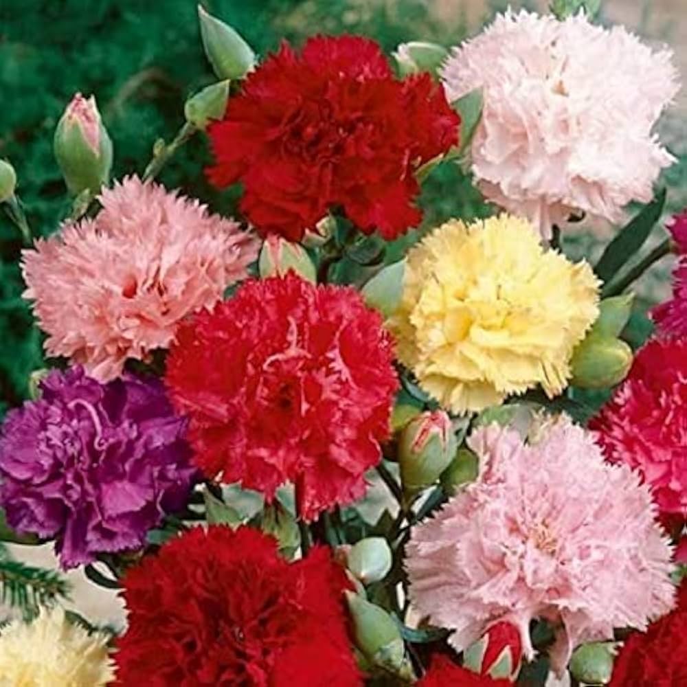 carnation dianthus flower seeds