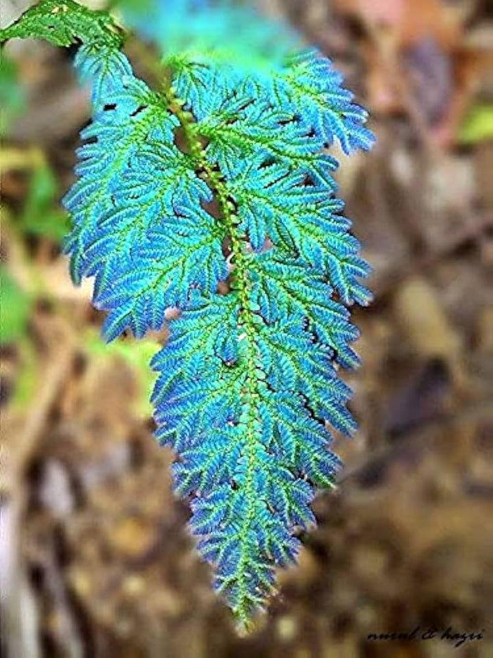 Fern Sky Blue Plant Seeds for Planting 100 pcs