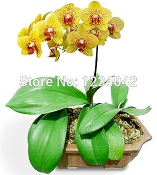 Flower Seeds, Seeds for Planting, Plant Seeds