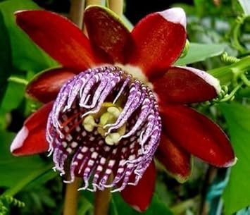 Flower Seeds, Seeds for Planting, Plant Seeds