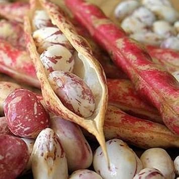 Pink White Bean Pinto Vegetable Seeds for Planting