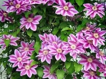 perennial vine flower seeds