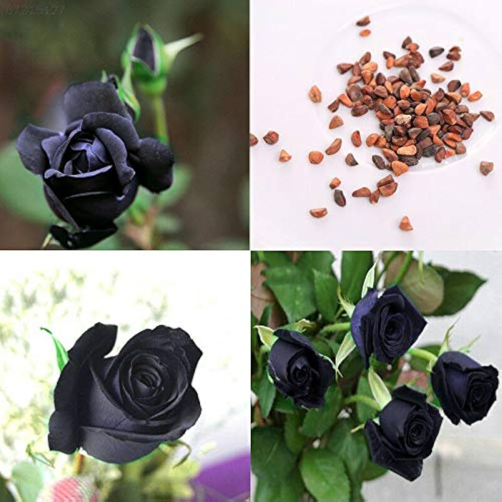 black rose flower seeds