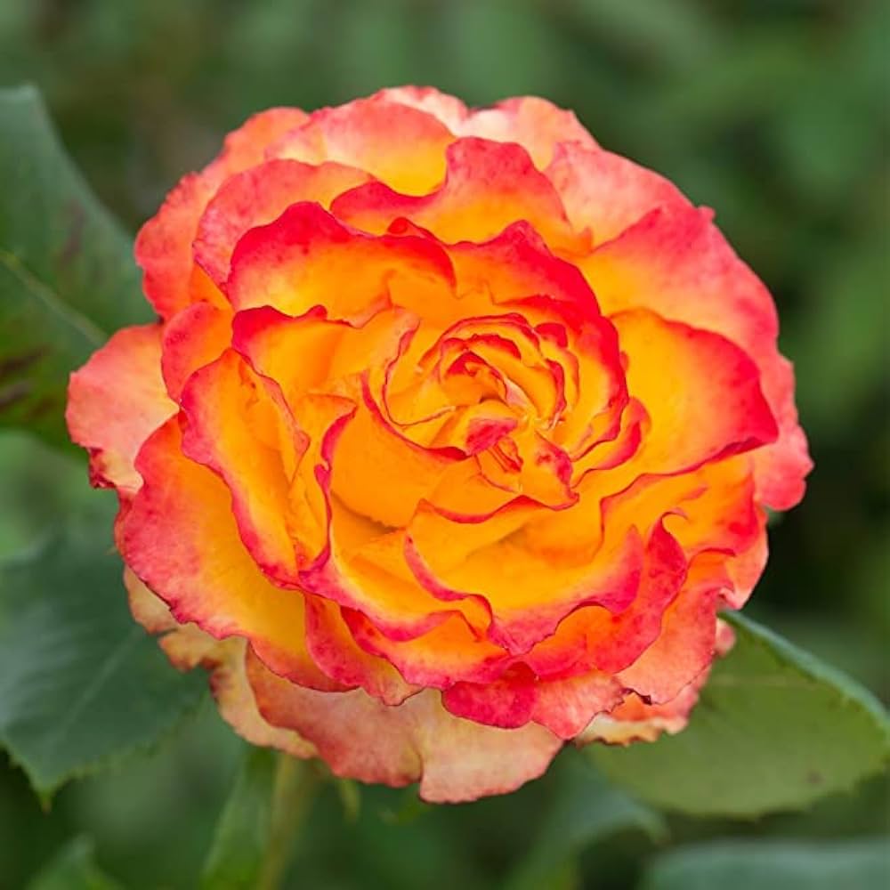 yellow red flower seeds