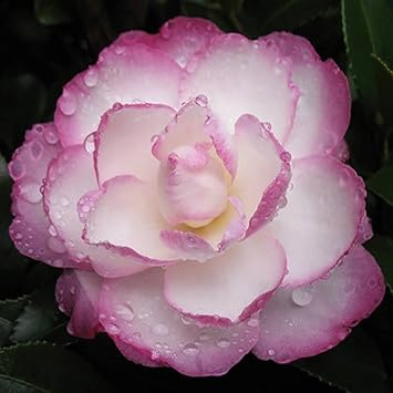 white purple flower seeds