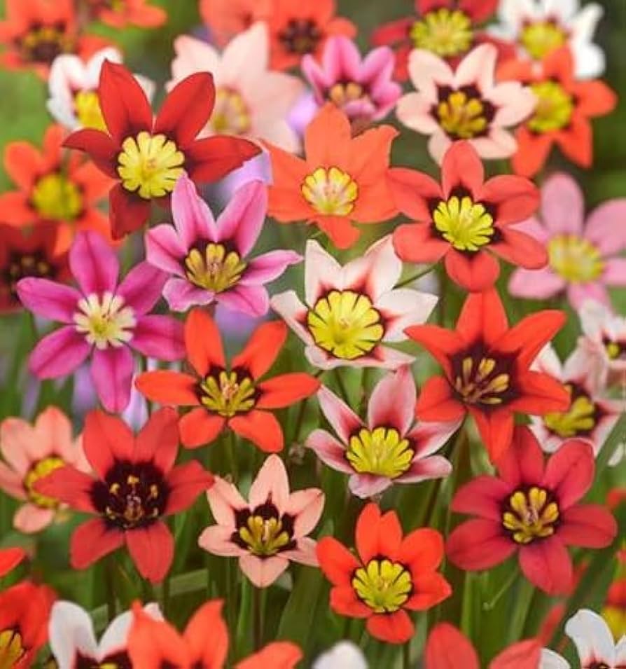 sparaxis sparaxis flower seeds