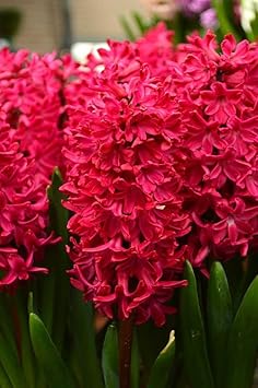 Flower Seeds, Seeds for Planting, Plant Seeds