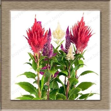 Flower Seeds, Seeds for Planting, Plant Seeds