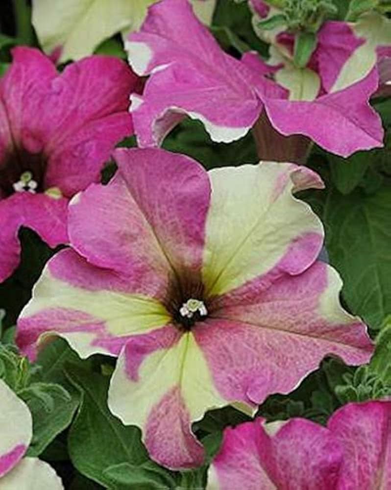 sophistica lime flower seeds