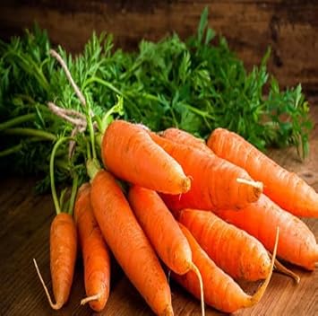 Orange Carrot Seeds for Planting | Heirloom, Non-GMO, High Germination Organic Garden Seeds