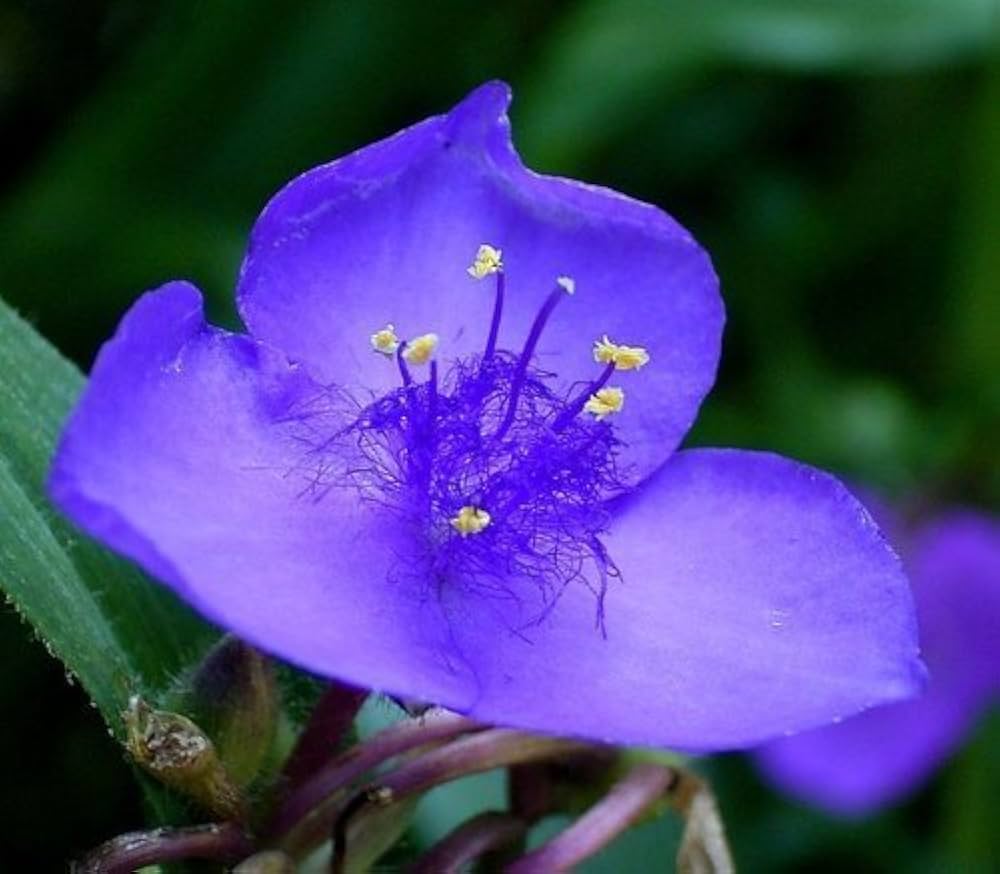 Blå Tradescantia blomsterfrø til plantning - 100 stk