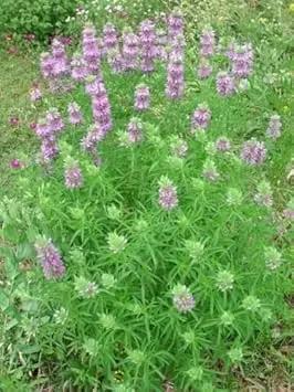 violet citriodora flower seeds