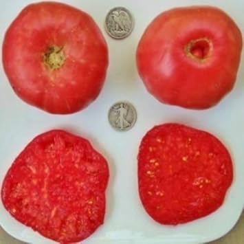 Red Mortgage Seeds for Planting