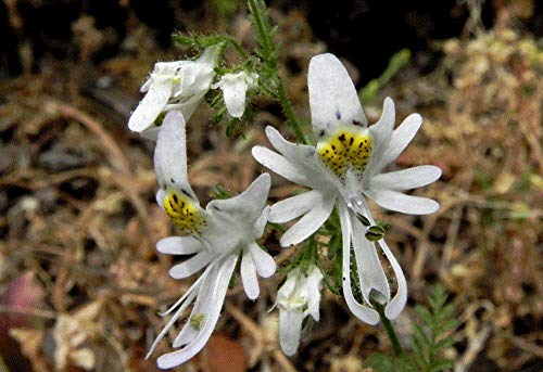 Schizanthus Flower Seeds for Planting - 100 pcs