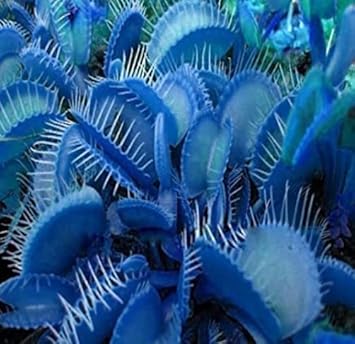 blue heirloom flower seeds