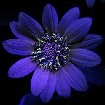 violet sunflower flower seeds