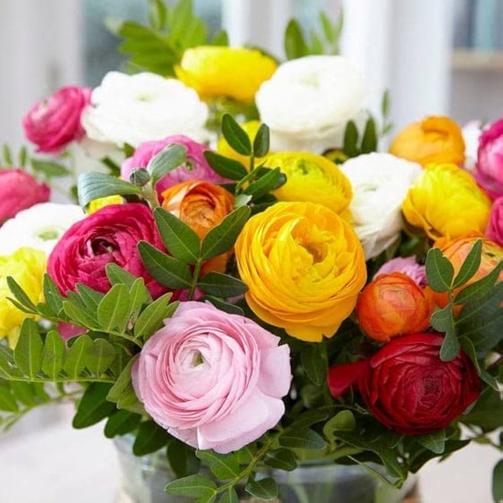 ranunculus ranunculus flower seeds