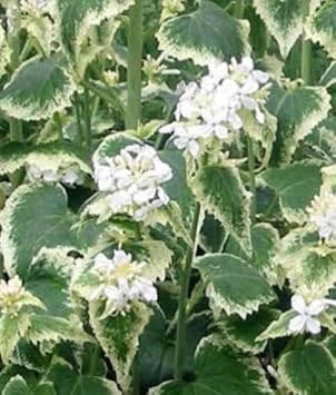 organic lunaria flower seeds