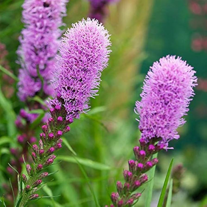 Heirloom Non-GMO Prairie Blazing Star Flower Seeds for Planting – Pollinator-Friendly Blooms | High Germination