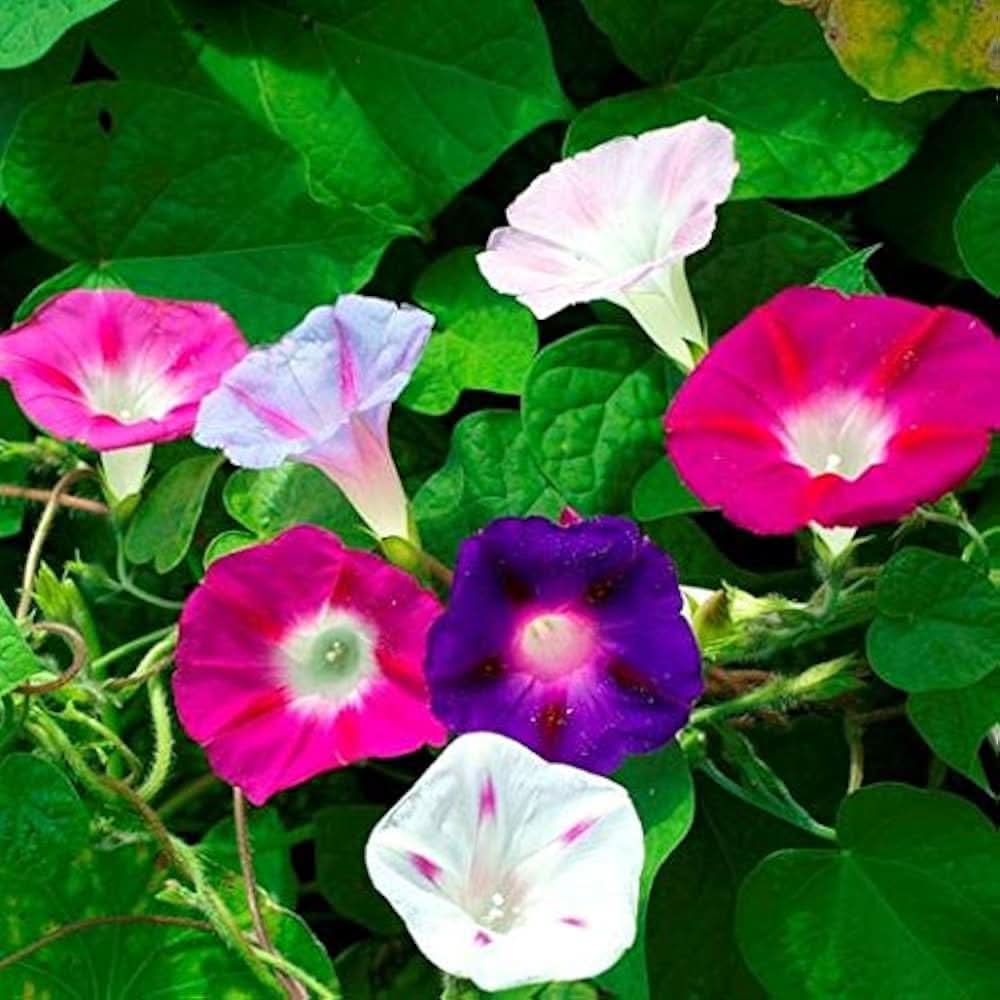 chinese morning flower seeds