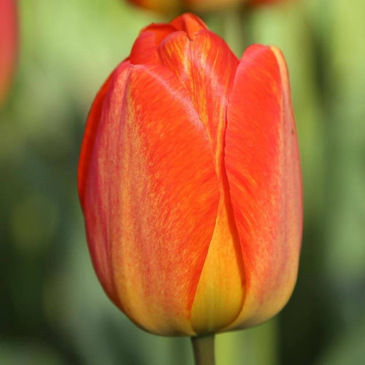 Tulipan Blomsterfrø Orange til udplantning, 100 stk