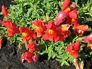 Flower Seeds, Seeds for Planting, Plant Seeds