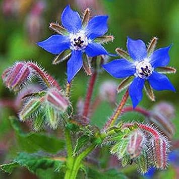 blue borage flower seeds