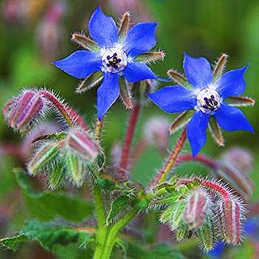 Blå Borage Blomsterfrø til udplantning, Friske, 100 stk