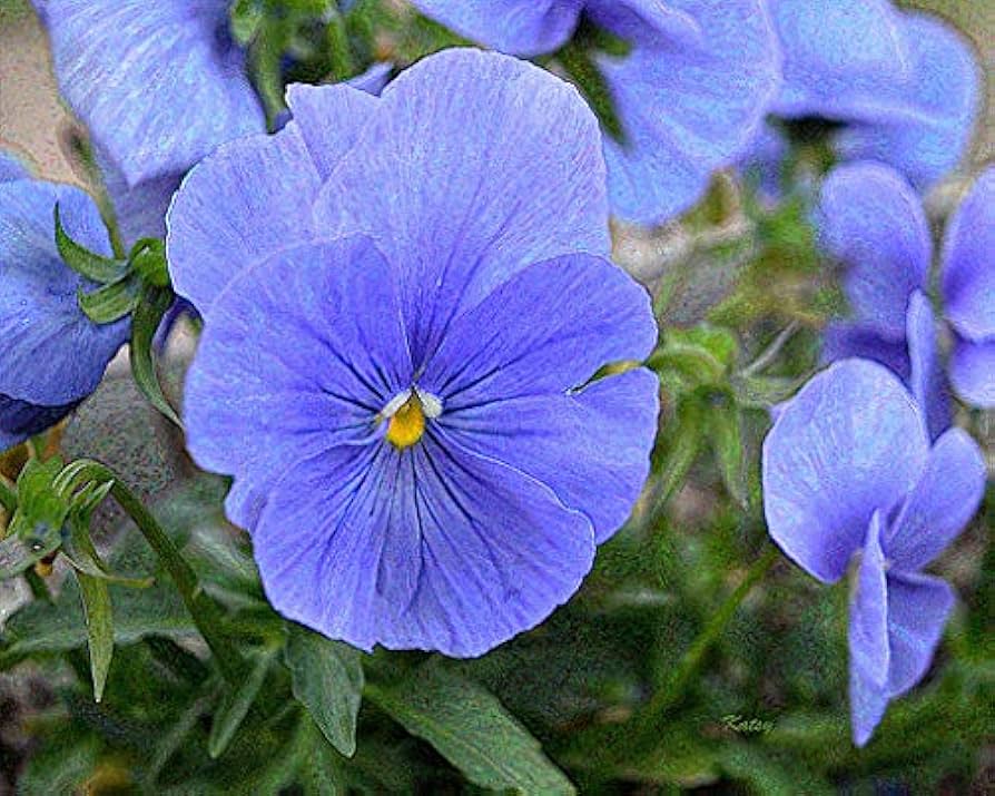 Fresh Pansy Flower Seeds for Planting, Blue 100 pcs