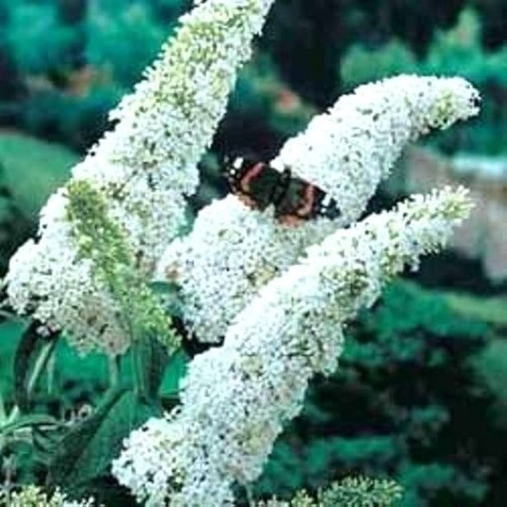 White Butterfly Bush Buddleia Davidii Seeds for Planting – Attract Pollinators, Non-GMO